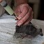 thumbs/Seabirdsanc_46282813.jpg